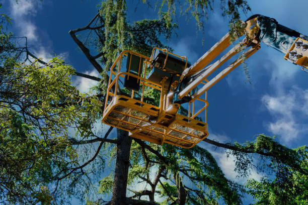 Best Arborist Consultation Services  in USA